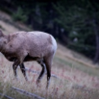 A bighorn sheep makes his way up the mountain side. © Matthew Friesen