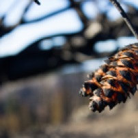 A charred pinecone on still fastened to the branch. © Tabitha Friesen