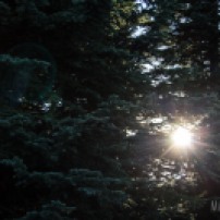 Light shining through the trees, one of Tab's favorite things. © Tabitha Friesen