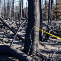 A cautioned off area where burned trees were being cut and moved, to prevent them from falling. © Matthew Friesen